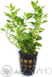Ludwigia inclinata